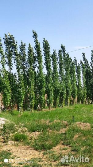 Тополь пирамидальный