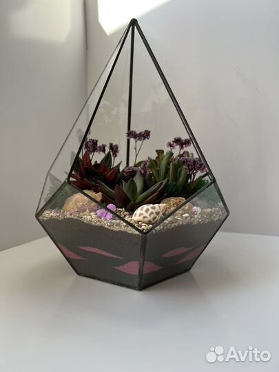 Комнатные растения цветы