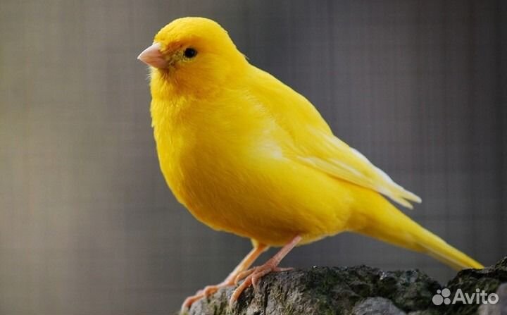 Продаю певчих канареек