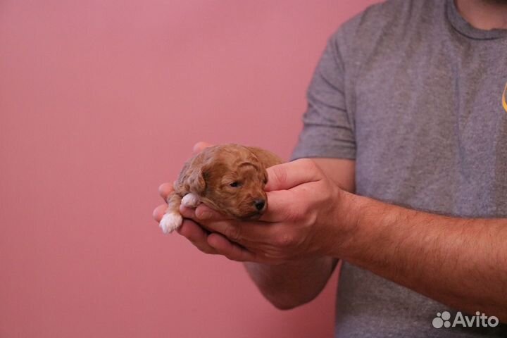 Мальтипу. Мини мальчик