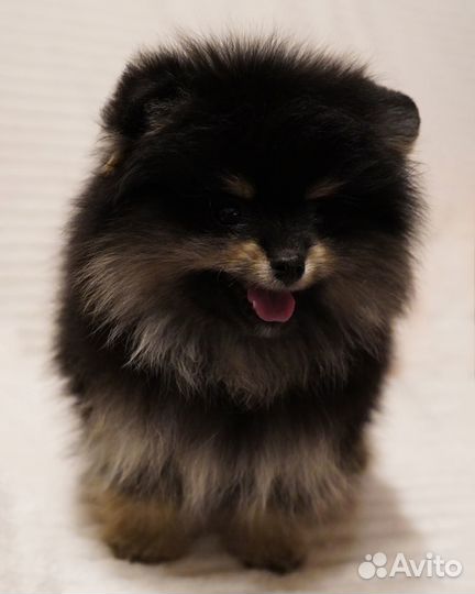 Щенки шпица