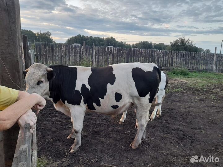 Продам быка
