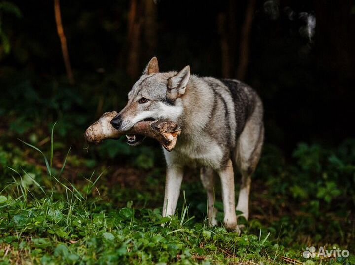Волки для фотосессий, видеоклипов, фильмов