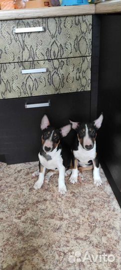 Вязка/щенки. Миниатюрный бультерьер