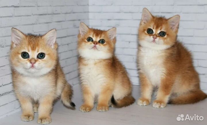 Котята золотые и серебристые шиншиллы