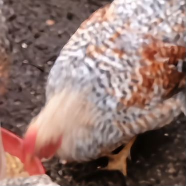 Молодые петухи