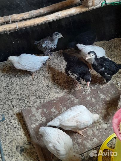 Цыплята несушки подрощенные