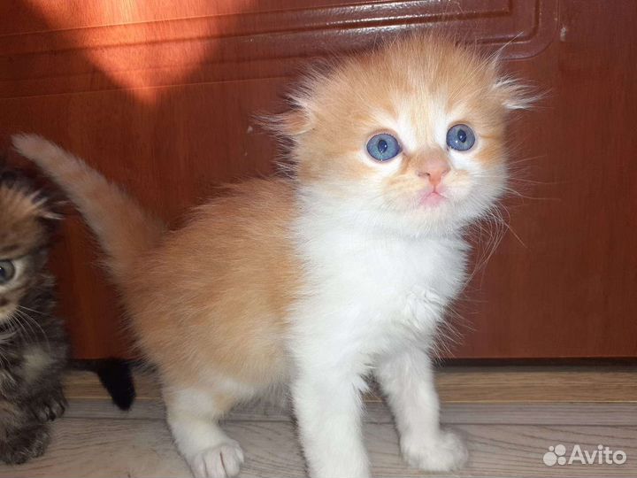 Котята британцы