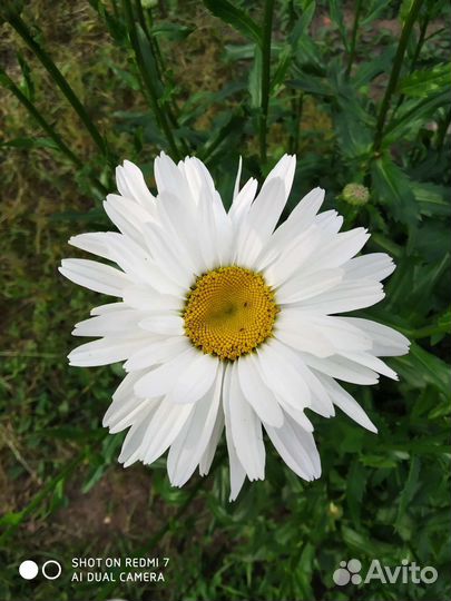 Ромашка крупная на срезку