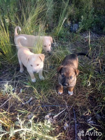 Щенки дворняжки бесплатно