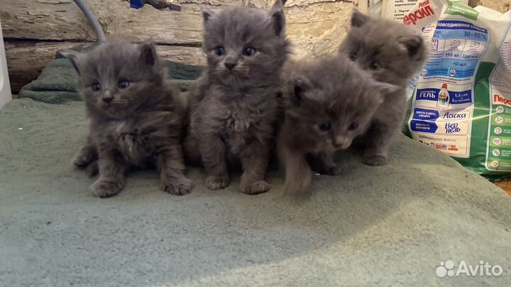 Отдам котенка в добрые руки