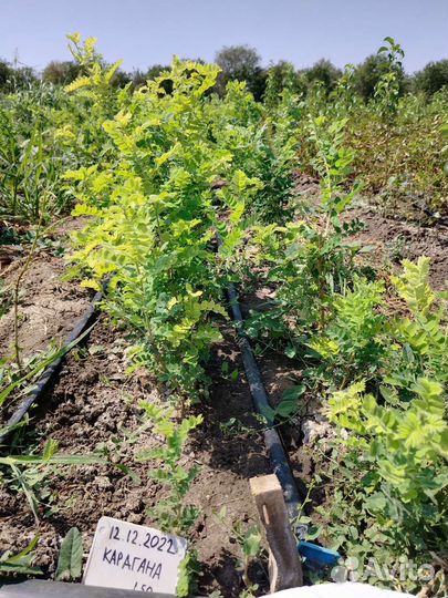 Саженцы акации