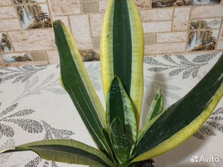 Сансевиерия сортовые