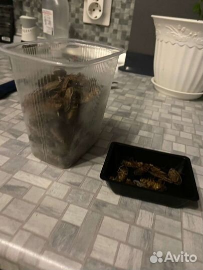 Мраморные тараканы замороженные