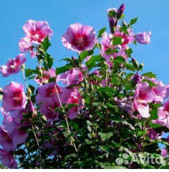 Гибискус садовый