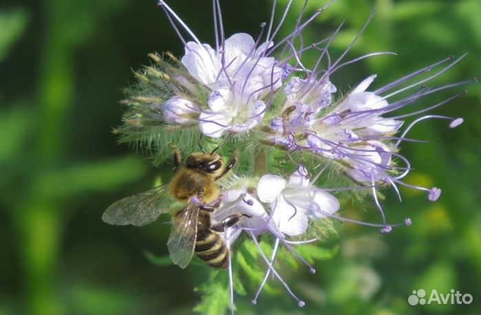 Мед Алтайский опт