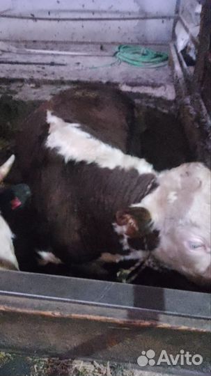 Бараны, овцы, ягнята