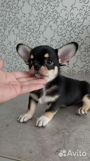 Яркий мальчик Милан