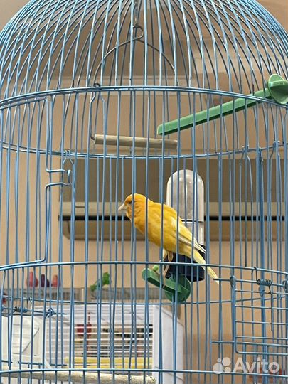 Певчий кенар вместе с клеткой