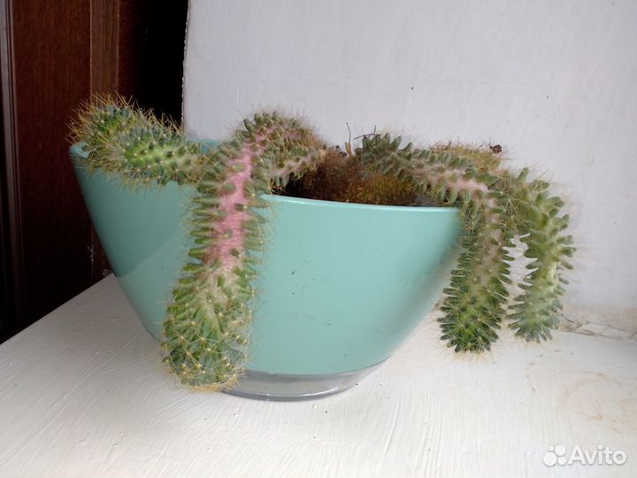 Продам кактус Мамиллярия Вильда