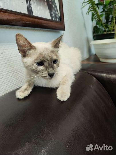 Невская маскарадная