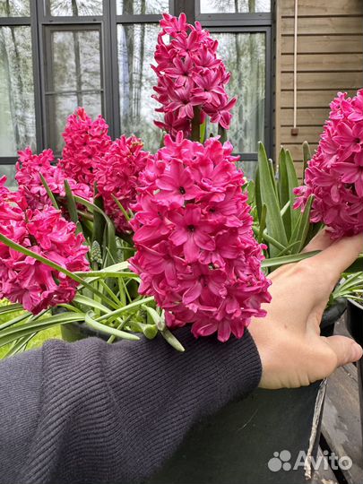 Гиацинт ассорт холлихок Darit Hollyhock