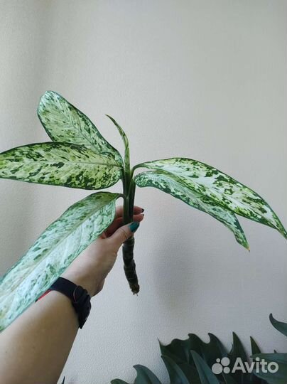 Диффенбахия везувий