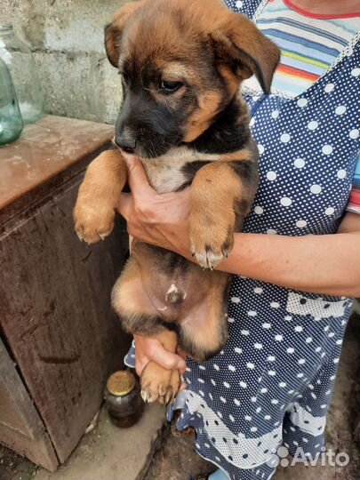 Собака в добрые руки отдам бесплатно