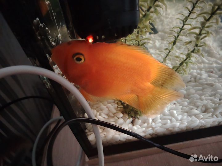 Рыбка попугай