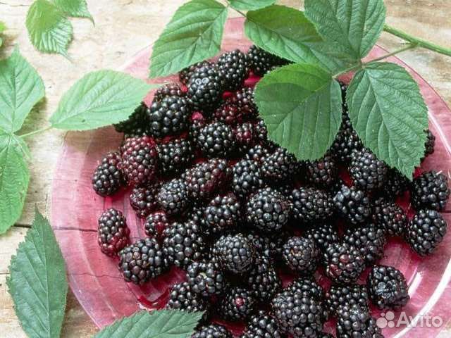 Саженцы ежевики