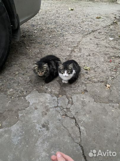 Котята бесплатно