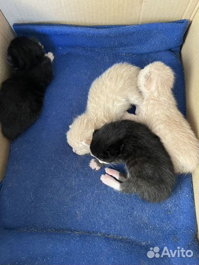 Котята отдам в добрые руки бесплатно