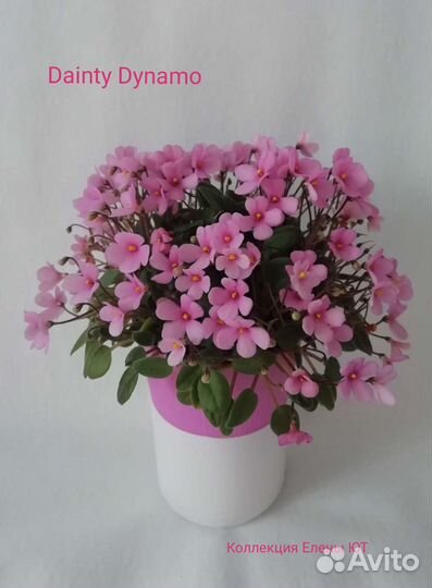 Сортовые фиалки трейлеры