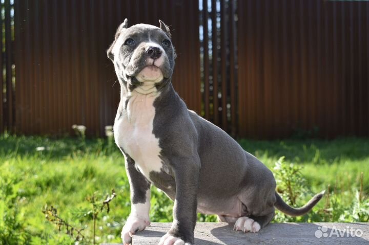 Девочка стафф