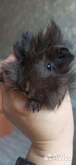 Морская свинка