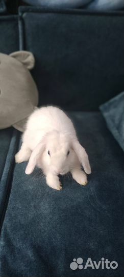 Продам вислоухого декоративного кролика