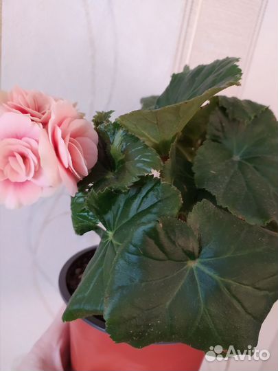 Бегония элатиор бориас