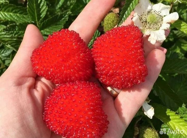 Тибецкая малина, саженцы