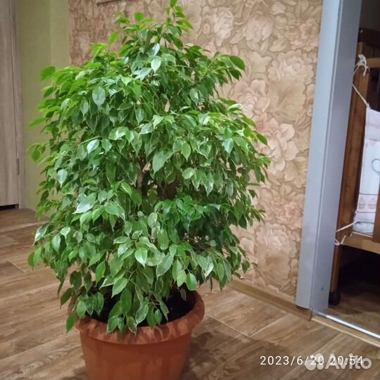 Фикус бенджамина большой