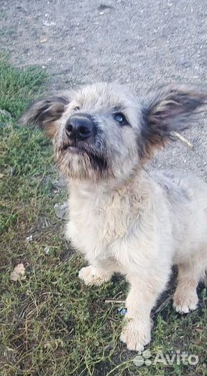 Щенок маленькой собаки в добрые руки мальчик