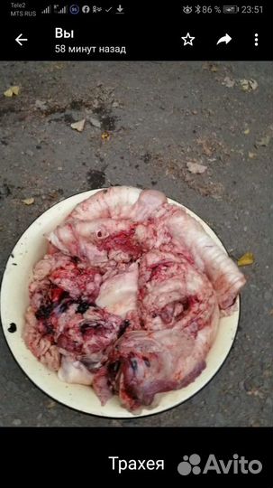 Мясные продукты для собак