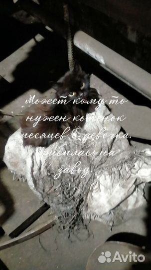 Котенок,девочка