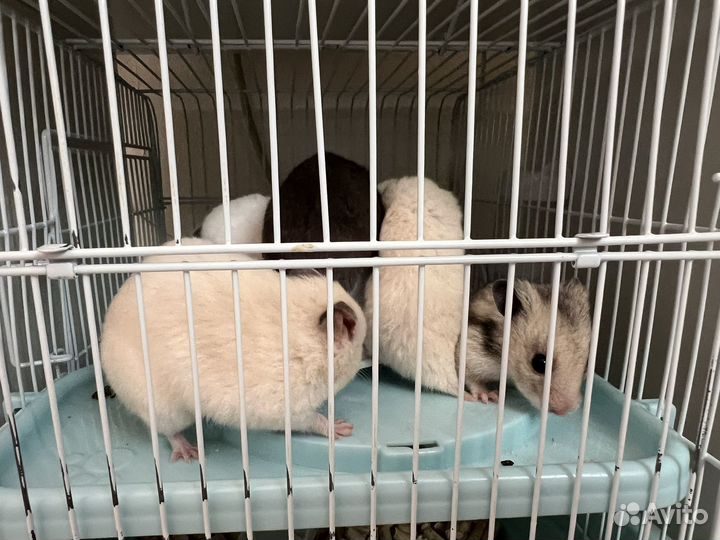 Сирийский хомяк с клеткой