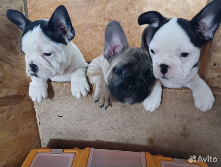 Французский бульдог мини щеночки