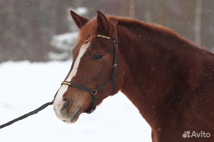 Сайдпул для лошади