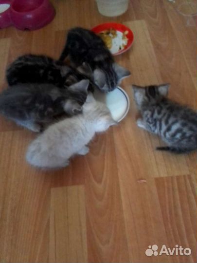 Британские котята