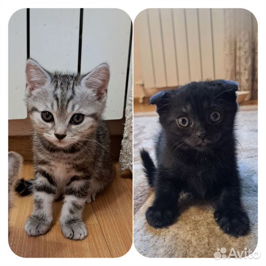 Шотландские котята