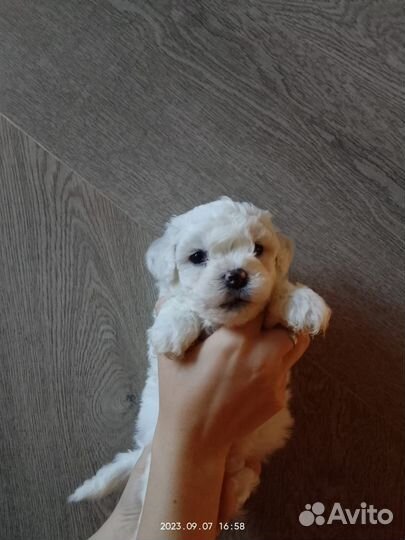 Мальчики РКФ