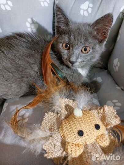 Пепельная малышка Теффи