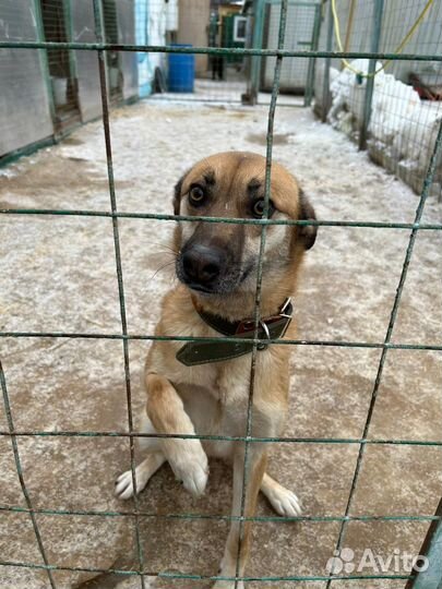 Бивису сррчно нужна семья